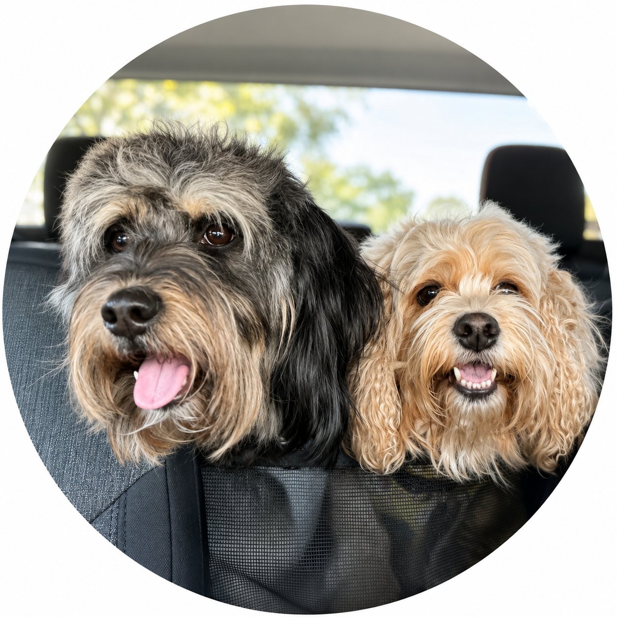 Two dogs, the creators and inspiration behind RePawed